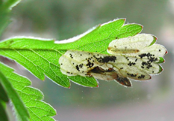 the ventral spts can be seen in the larva