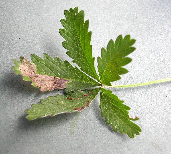 a blotch mine is formed