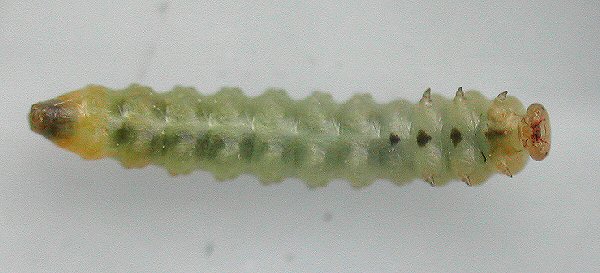 ventral view