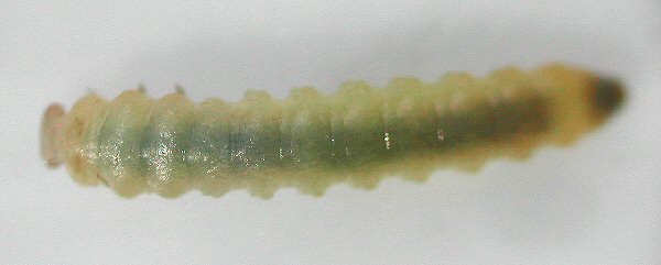 dorsal view