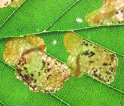 there may be more than one mine in a leaf
