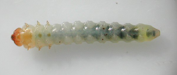 in ventral view the three thoracic spots can be seen