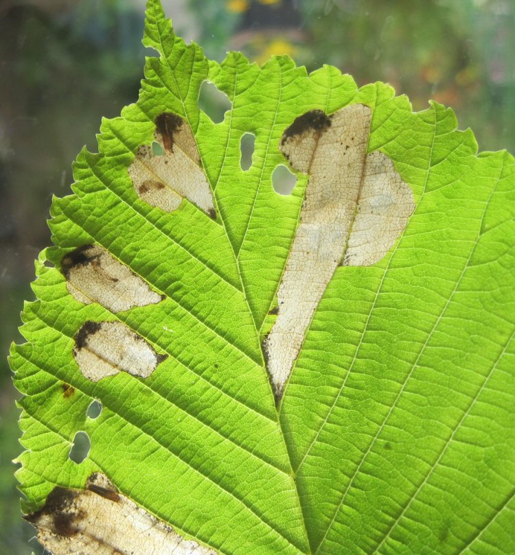 there nay be several mines in a leaf