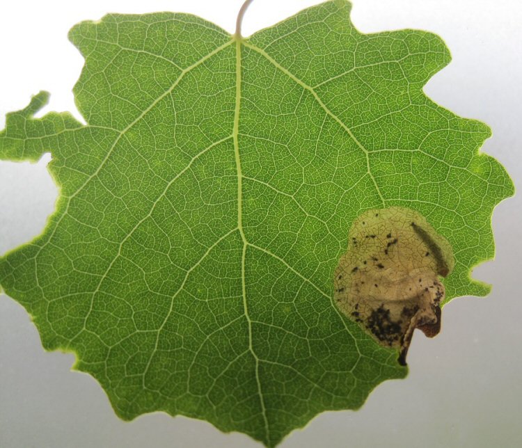 larva in mine