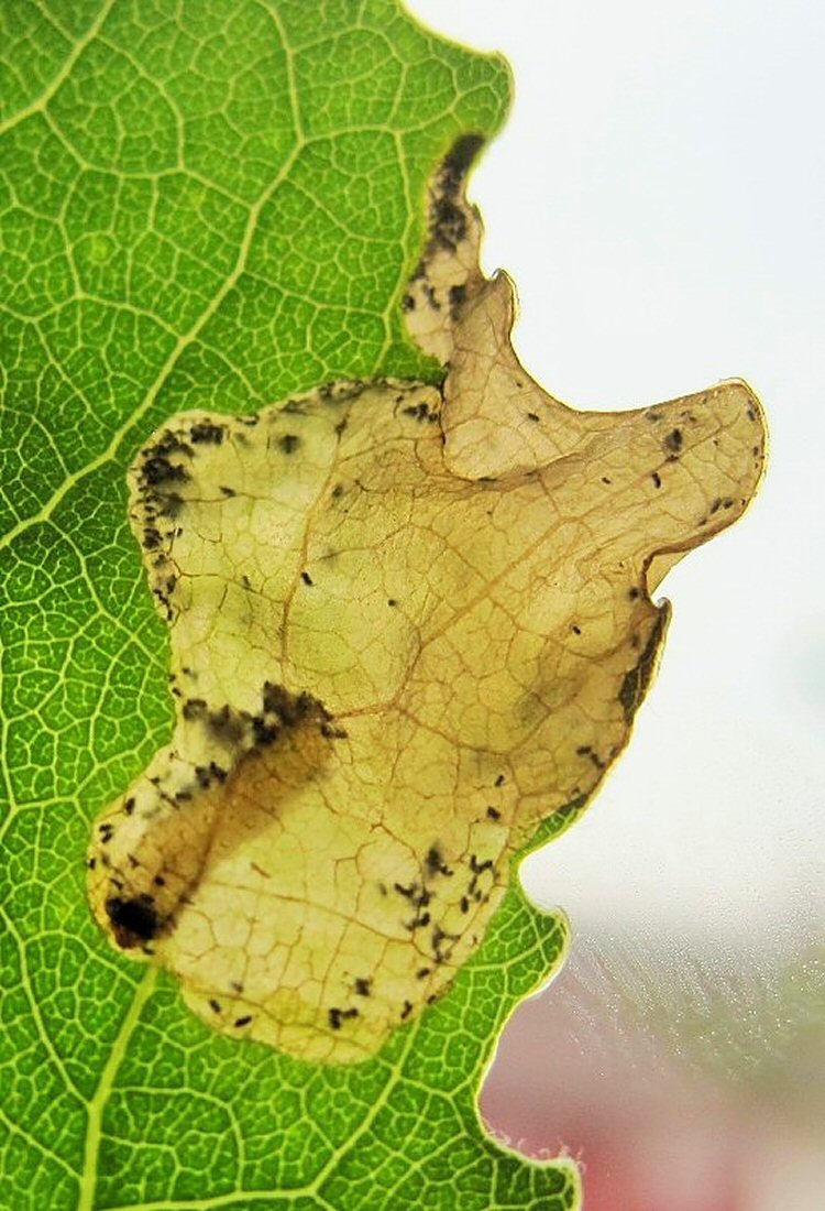 yhre dark ventral spots can be seen