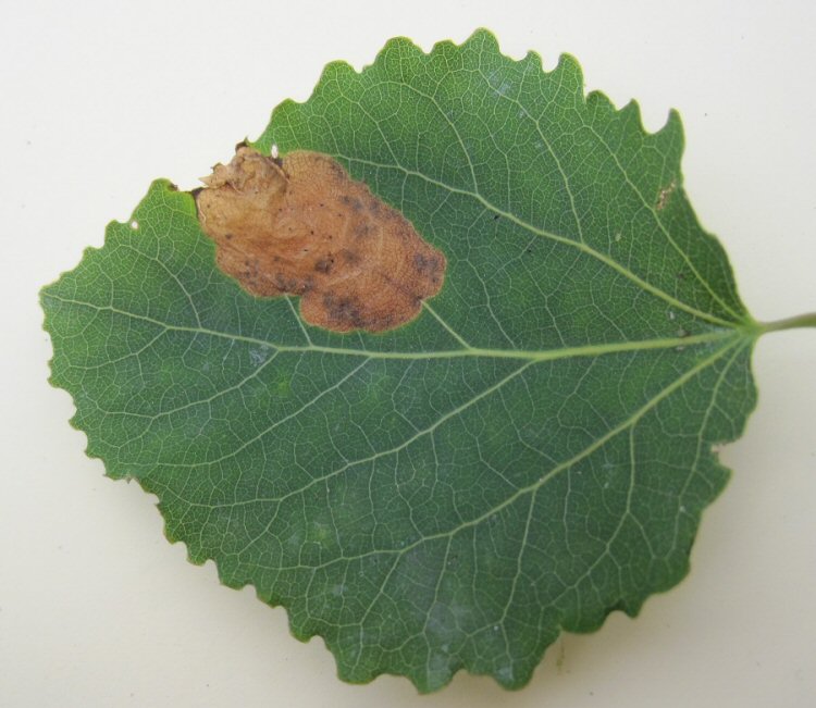 forms a blotch mine at the leaf edge.