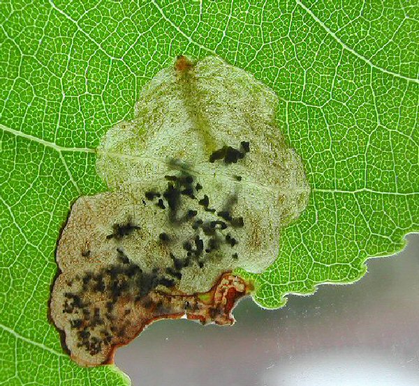 blotch mines are made at the leaf edge