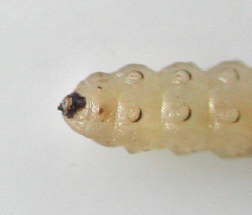anal ring