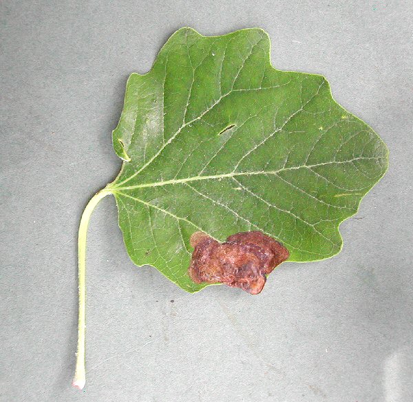 edge blotch mines are formed