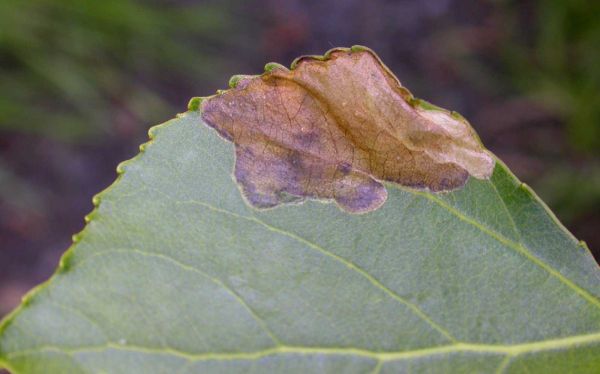 mine with larva