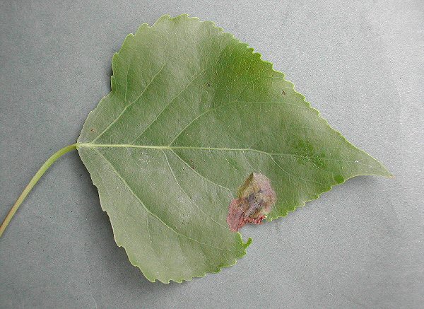 blotch mines are formed at the leaf edge