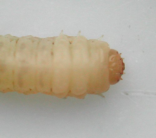 dorsal view of prepupa