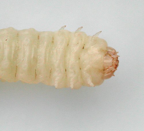 ventral view of prepupa
