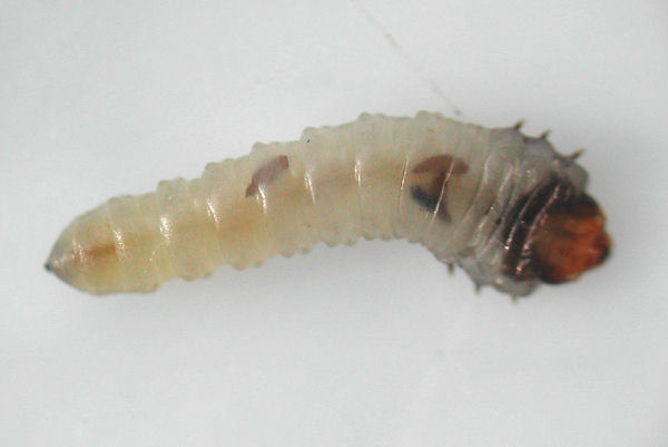 dorsal view