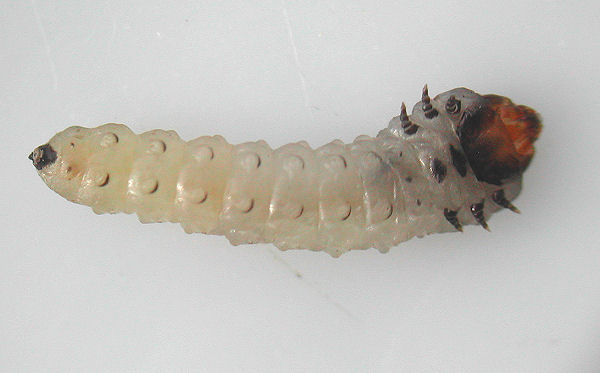 ventral view