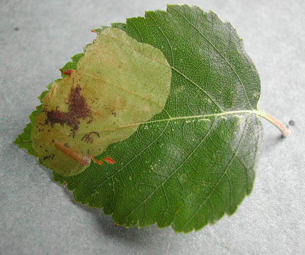 larva seen in the mine