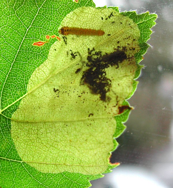 larva in the mine