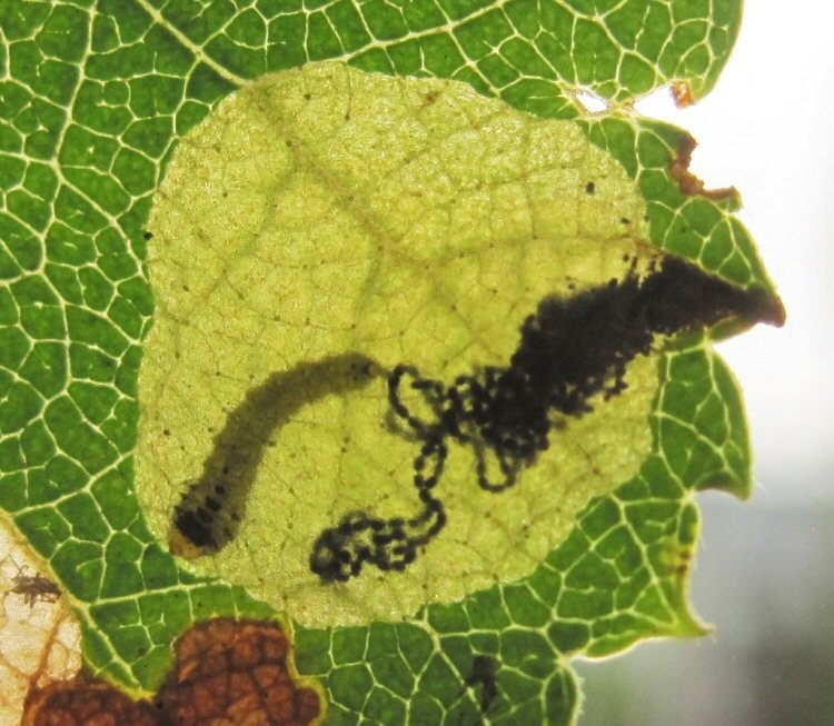 larva in mine