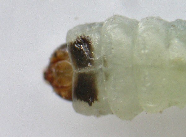 dorsal view