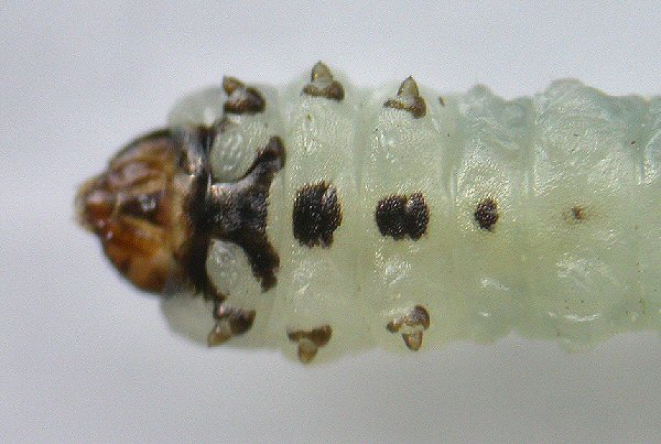 ventral view