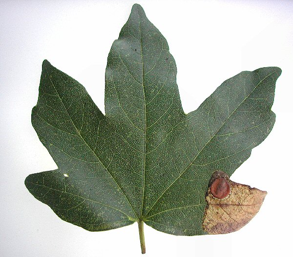 forms a blotch mine at the leaf edge