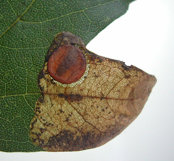 the larva pupates in a disc