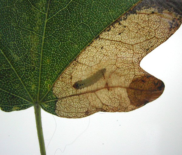 larva in mine