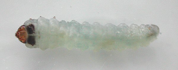 dorsal view