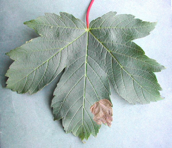 the mine develops at the leaf edge