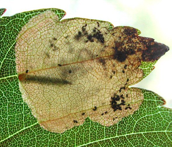 the larva has a brown head