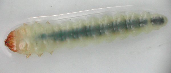 this is a dorsal view