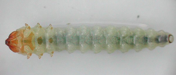 this is a ventral view
