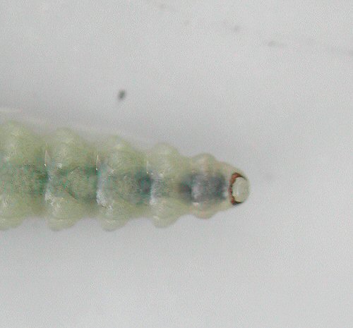 the anal ring has some denticulations