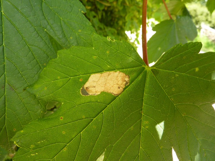 forms a large central blotch