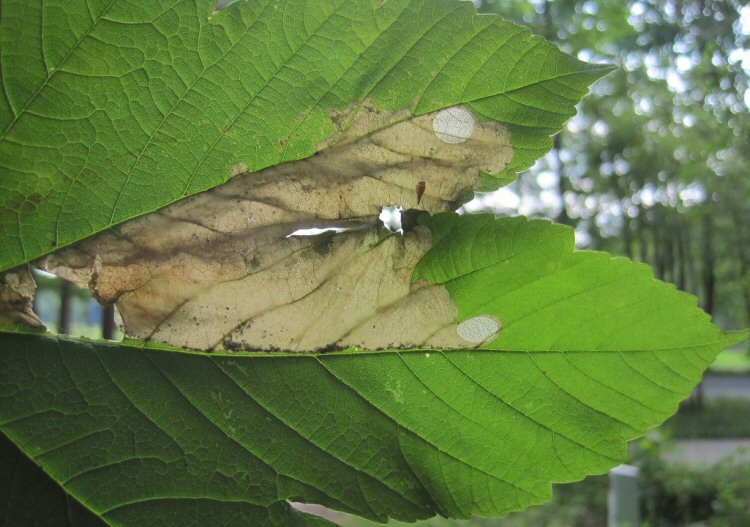 excised pupal discs