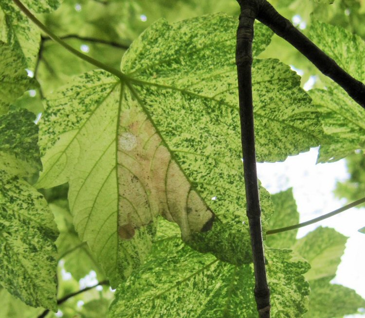 excised pupal disc