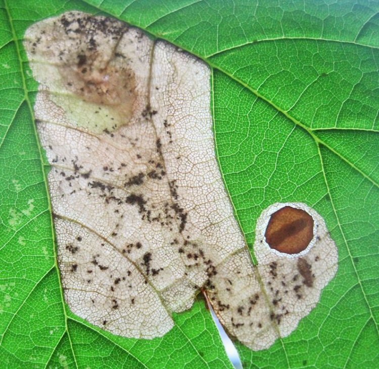 larva pupating in disc