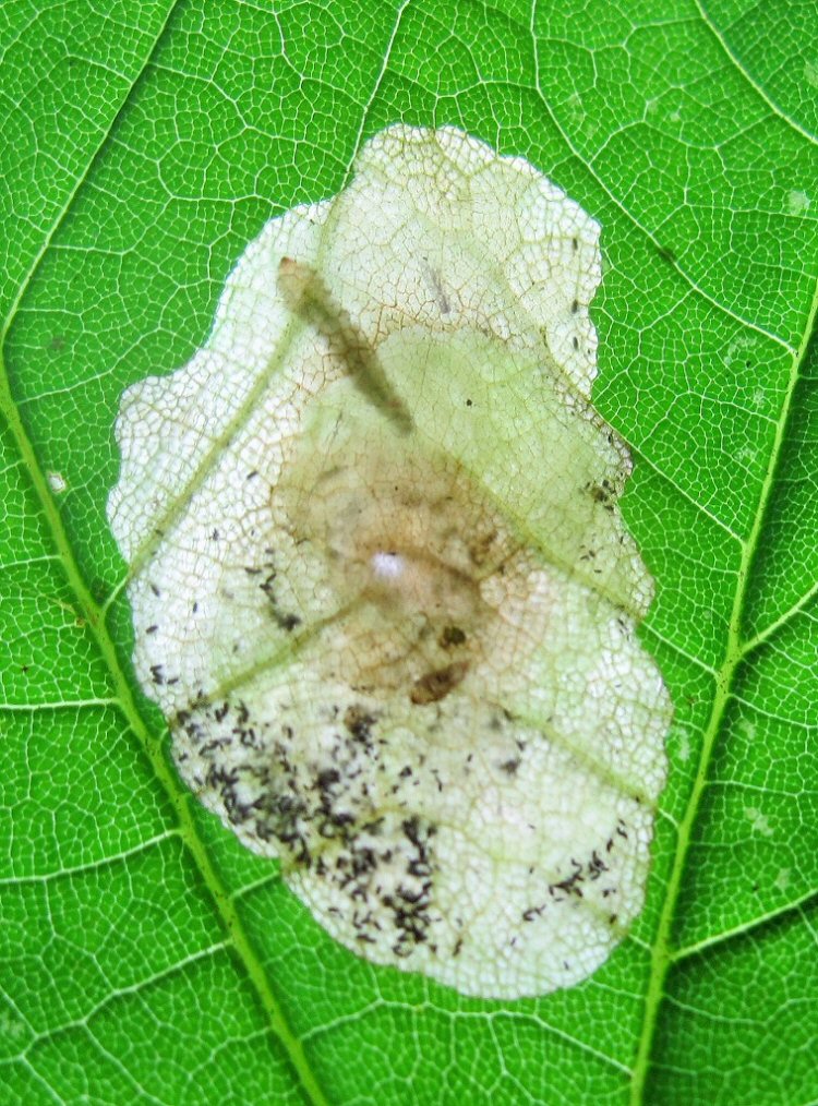 larva in mine
