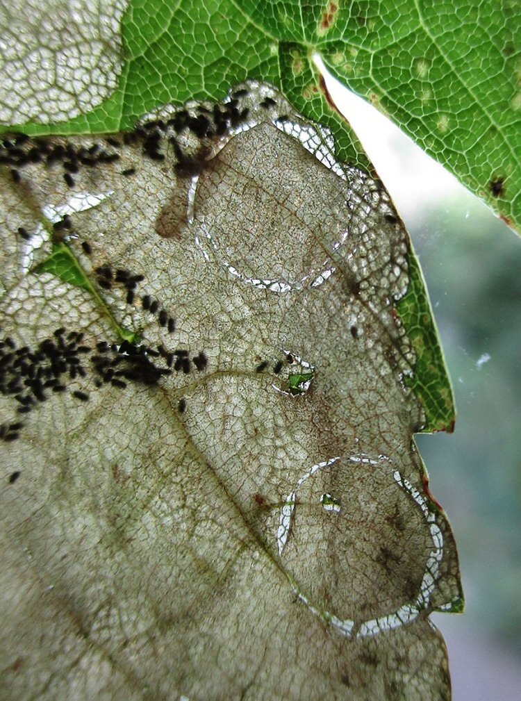 pupal discs are formed