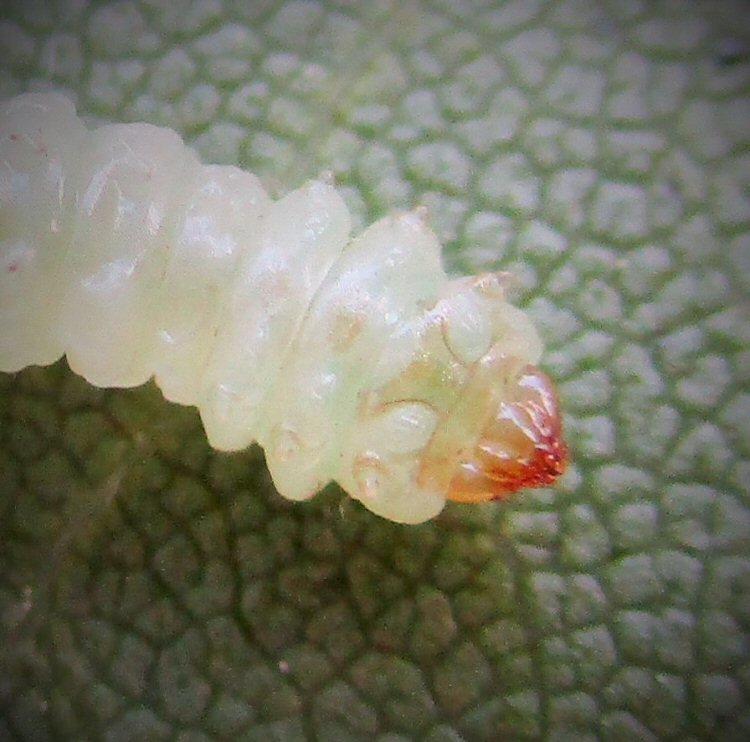 prepupa in ventral view