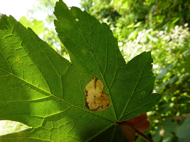 mine with larva