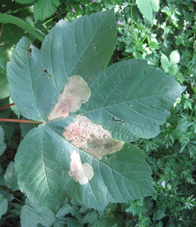 several mines on a leaf