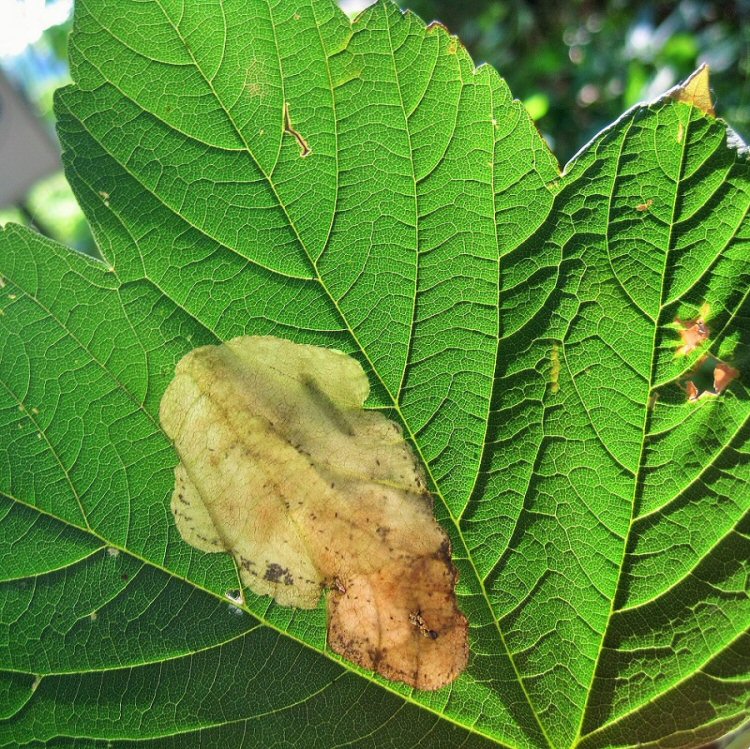 larva in mine