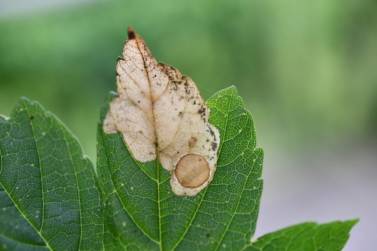 pupal disc