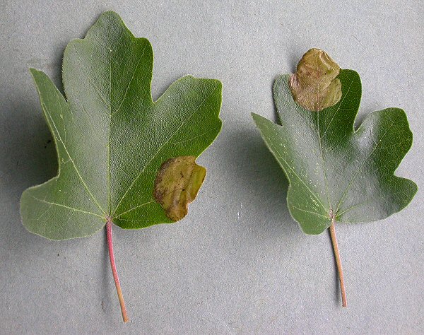 blotch mines are forming
