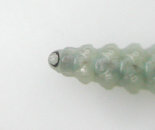 the anal ring is sclerotized