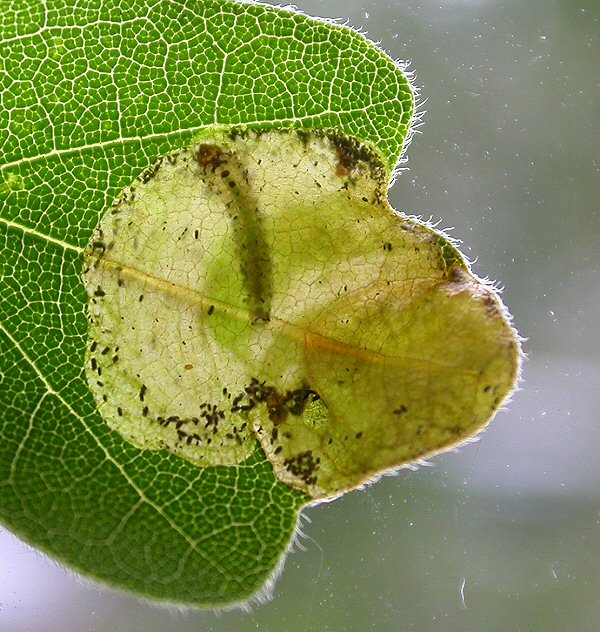 a blotch mine is formed