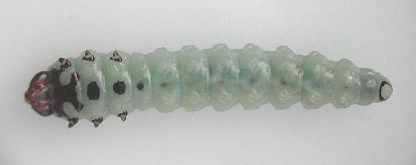 ventral view