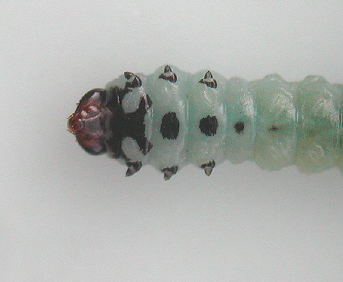 ventral view of head