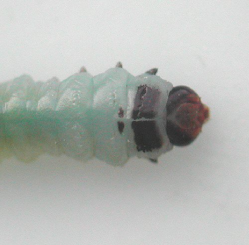 dorsal view of head